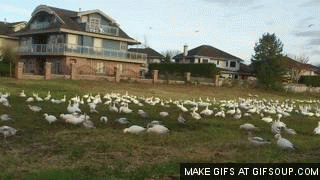 Animated GIF of a field of geese. The camera pans to the left and a young girl gestures at the field and says, "Look at all these chickens."